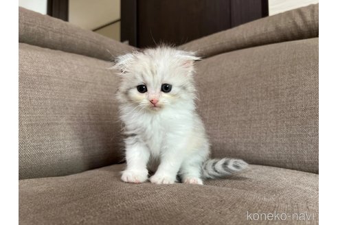 販売中の茨城県のスコティッシュフォールド(折れ耳)-118853の4枚目